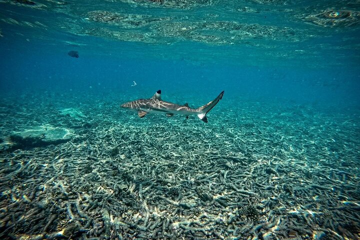Ko Tao: Vintage båd - lille gruppe snorkling dagstur med måltider