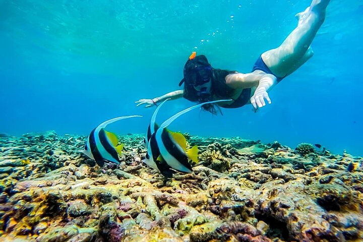 Ko Tao: Vintage båd - lille gruppe snorkling dagstur med måltider