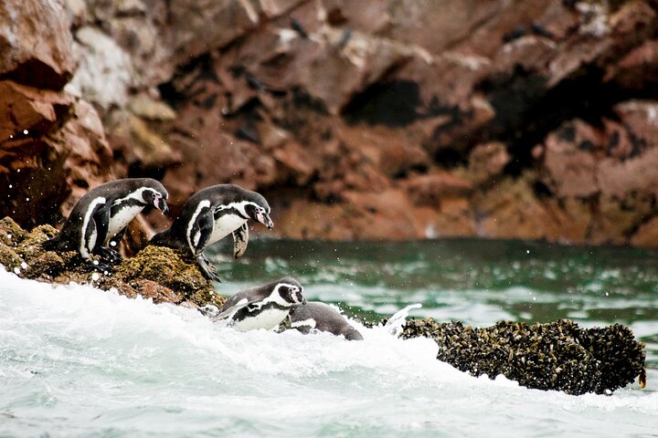 From cruise ships Pisco : Tour islands Ballestas and Paracas Reserve