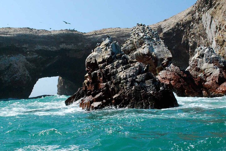 From cruise ships Pisco : Tour islands Ballestas and Paracas Reserve