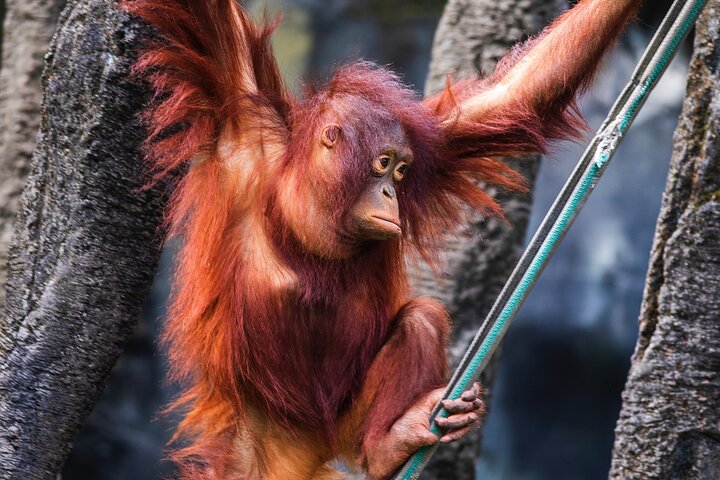 Tagesausflug Sepilok Orang Utan & Proboscis Monkey (Flug ausgeschlossen)