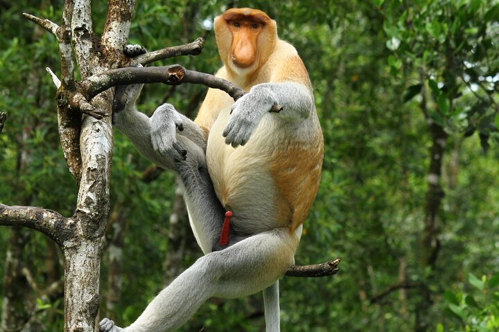 Tagesausflug Sepilok Orang Utan & Proboscis Monkey (Flug ausgeschlossen)