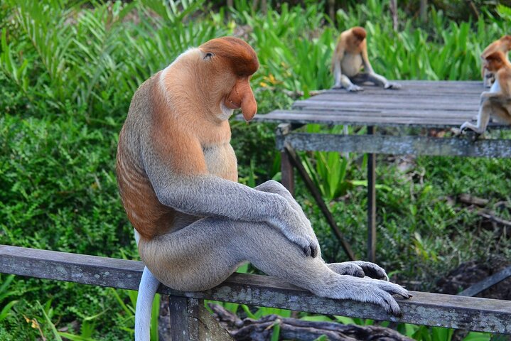 Tagesausflug Sepilok Orang Utan & Proboscis Monkey (Flug ausgeschlossen)