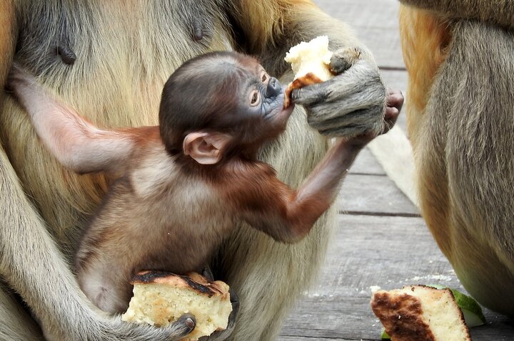 Tagesausflug Sepilok Orang Utan & Proboscis Monkey (Flug ausgeschlossen)
