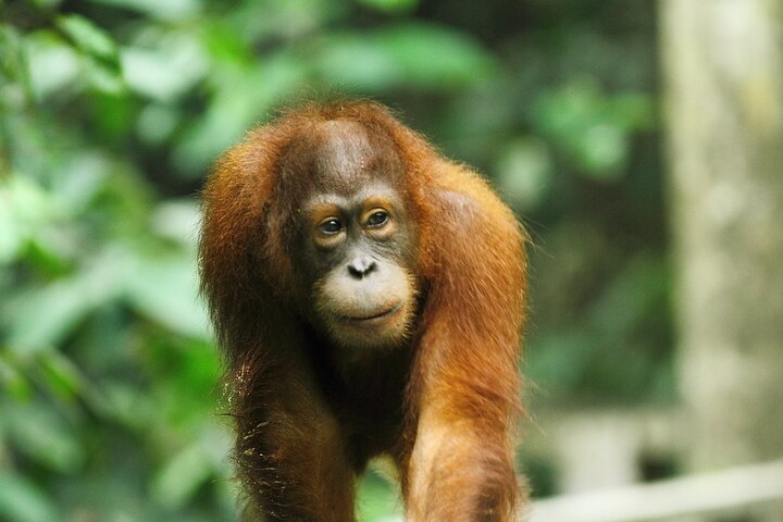 Dagstur Sepilok Orang Utan & Bornean Sun Bear (flyg exkluderat)