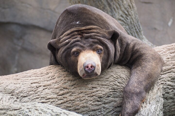 Dagstur Sepilok Orang Utan & Bornean Sun Bear (flyg exkluderat)
