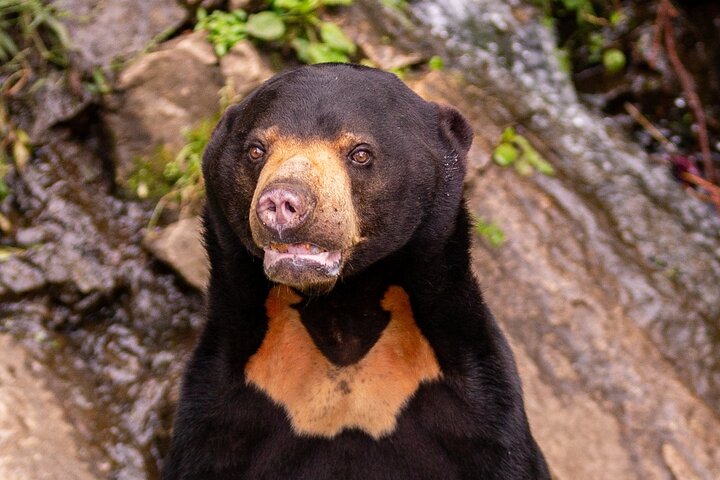 Dagstur Sepilok Orang Utan & Bornean Sun Bear (flyg exkluderat)