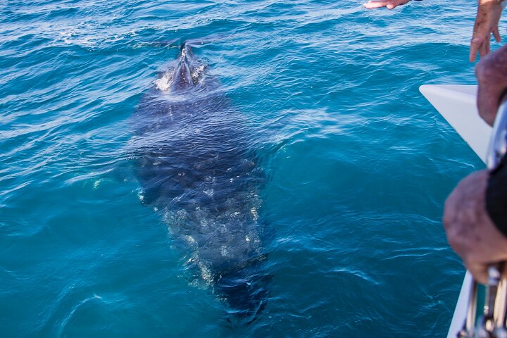 Hoteller i nærheden af Freedom Whale Watch Cruise - Hervey Bay