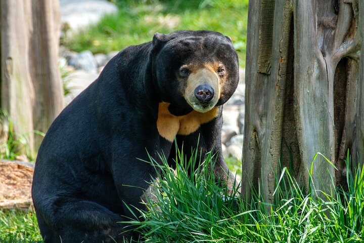 Dagstur Sepilok Orang Utan & Bornean Sun Bear (flyg exkluderat)