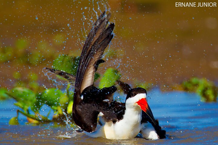 Tour della fauna del Pantanal di 3 giorni da Cuiaba con Alloggio