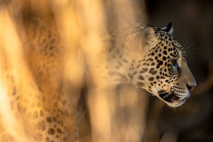 Tour della fauna del Pantanal di 3 giorni da Cuiaba con Alloggio