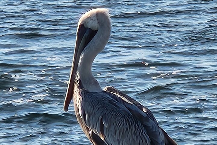 Frisky Meerjungfrau Delfin + Sightseeing Kreuzfahrt in Pensacola Beach