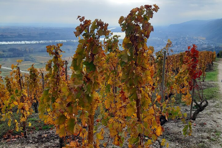 Geführte Besichtigung und Weinprobe Nördliches Rhône-Tal