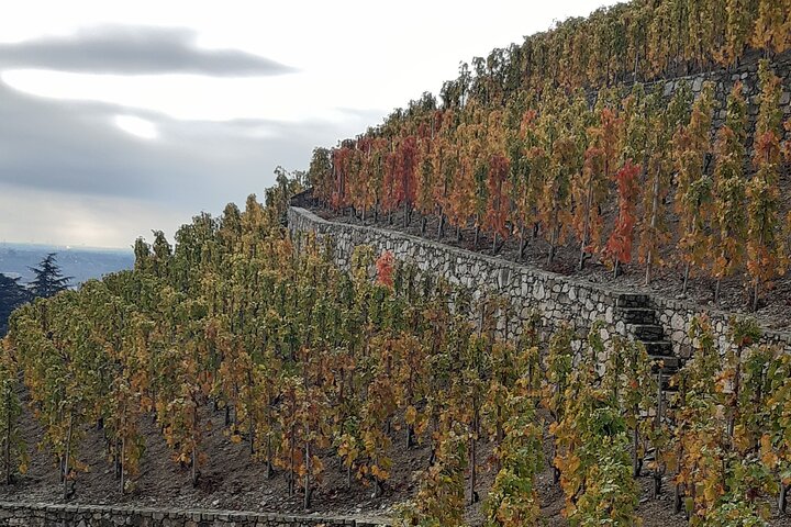 Geführte Besichtigung und Weinprobe Nördliches Rhône-Tal