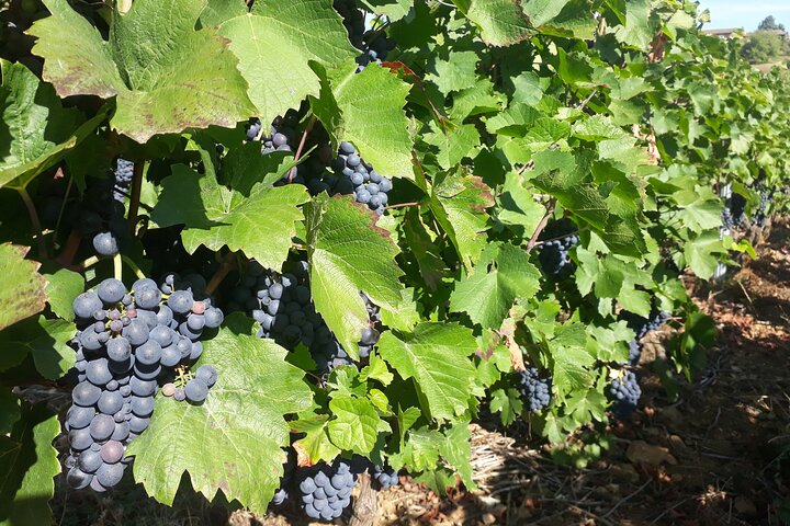 Geführte Besichtigung und Weinprobe Nördliches Rhône-Tal