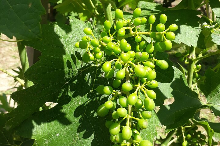 Geführte Besichtigung und Weinprobe Nördliches Rhône-Tal