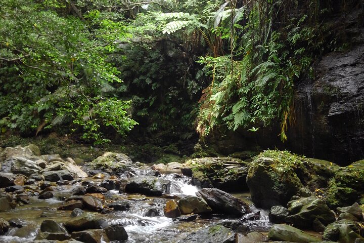 Okinawa Jungle Trails & Watervallen – Privétour door Yanbaru