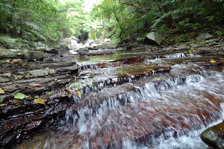 Okinawa Jungle Trails & Watervallen – Privétour door Yanbaru