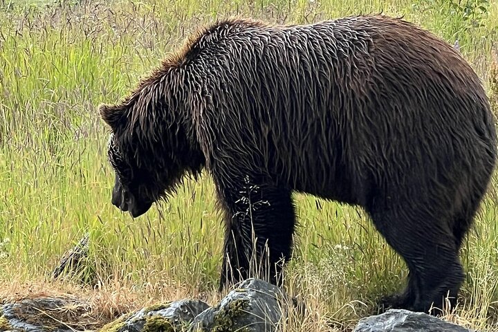 Trasferimento in crociera Whittier con tour Wildlife&Glacier ad Anchorage
