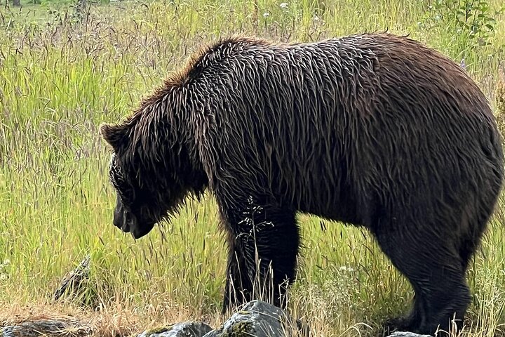 Seward kryssning Transfer med vilda djur och natursköna Tour till Anchorage