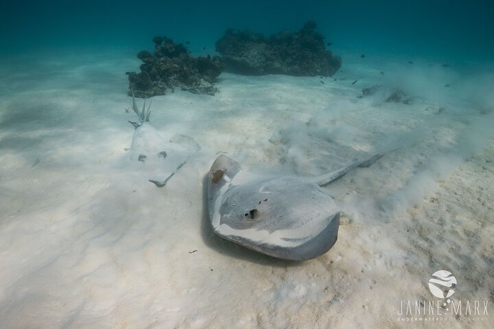 2,5 timmars Snorkel-/sköldpaddstur på Ningaloo Reef, Exmouth