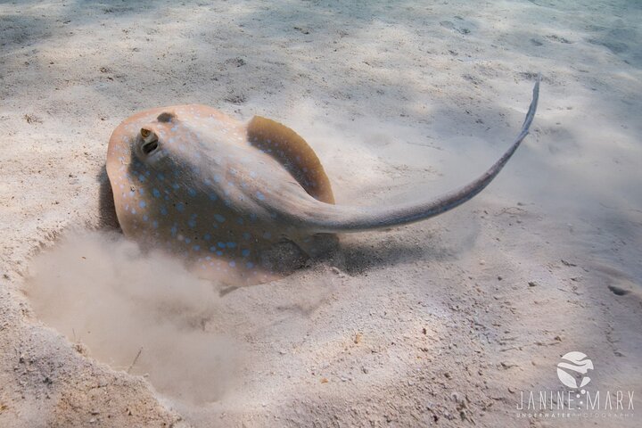 2,5 timmars Snorkel-/sköldpaddstur på Ningaloo Reef, Exmouth