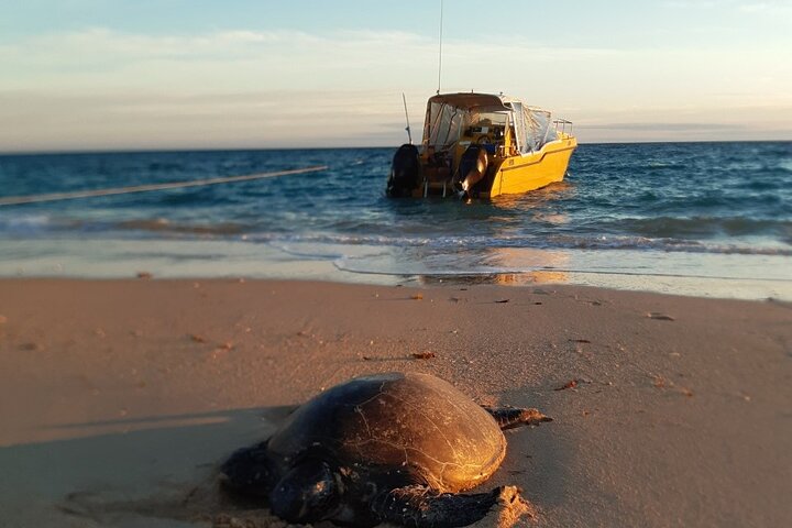 2,5 timmars Snorkel-/sköldpaddstur på Ningaloo Reef, Exmouth