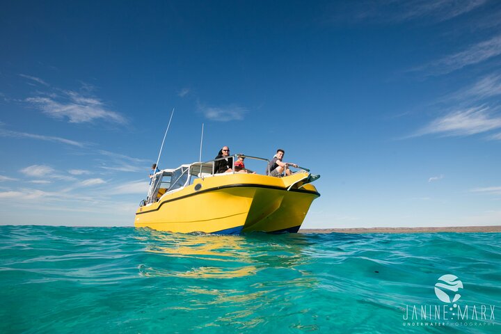 2,5 timmars Snorkel-/sköldpaddstur på Ningaloo Reef, Exmouth