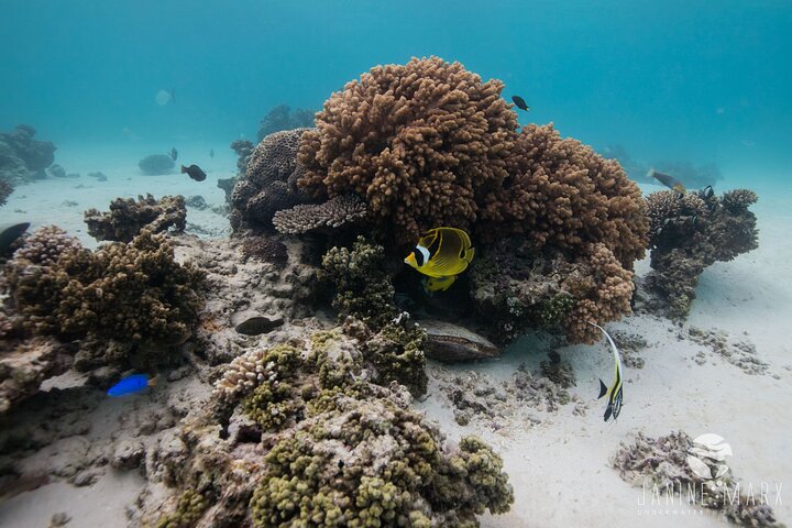 2,5 timmars Snorkel-/sköldpaddstur på Ningaloo Reef, Exmouth