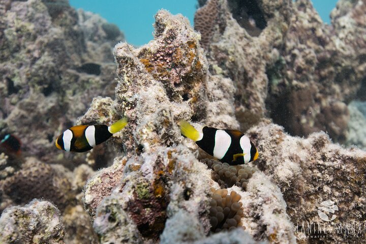 2,5 timmars Snorkel-/sköldpaddstur på Ningaloo Reef, Exmouth