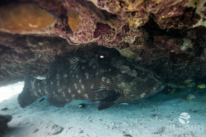2,5 timmars Snorkel-/sköldpaddstur på Ningaloo Reef, Exmouth