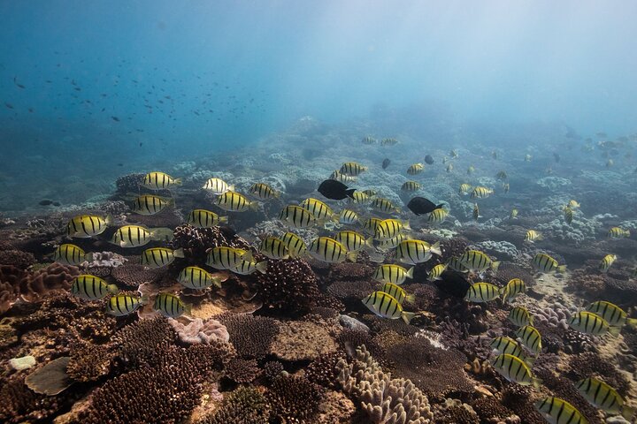 2,5 timmars Snorkel-/sköldpaddstur på Ningaloo Reef, Exmouth