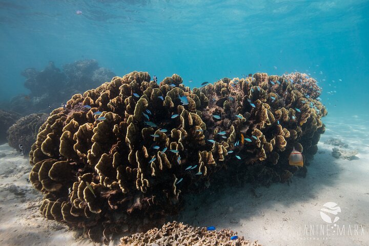 2,5 timmars Snorkel-/sköldpaddstur på Ningaloo Reef, Exmouth