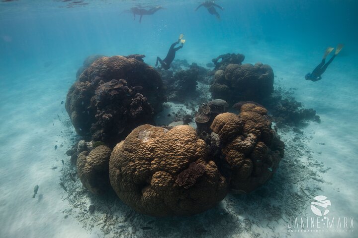 2,5 timmars Snorkel-/sköldpaddstur på Ningaloo Reef, Exmouth