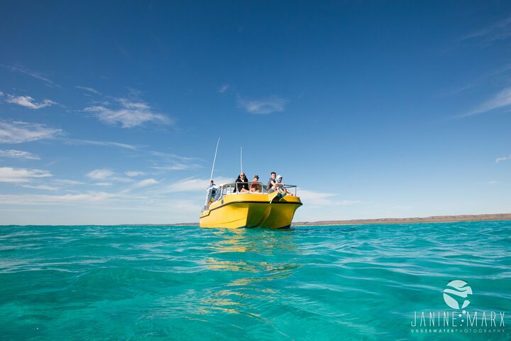 6 horas de buceo de arrecife de Ningaloo y aventura de vida silvestre