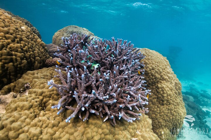 6 horas de buceo de arrecife de Ningaloo y aventura de vida silvestre