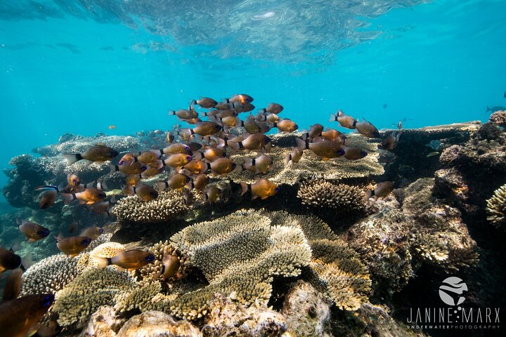 6 horas de buceo de arrecife de Ningaloo y aventura de vida silvestre