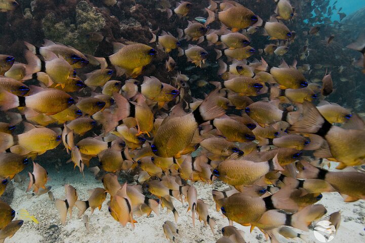 6 horas de buceo de arrecife de Ningaloo y aventura de vida silvestre