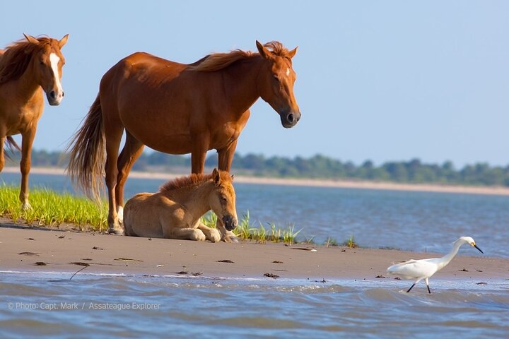 Croisière sur la faune au coucher du soleil le long d'Assateague et de l'île de Chincoteague