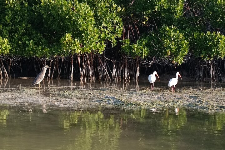 Esperienza in kayak nelle mangrovie dell'isola di Holbox