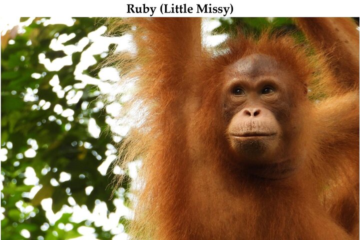 Semenggoh Orangutan Center og Sarawak Cultural Village