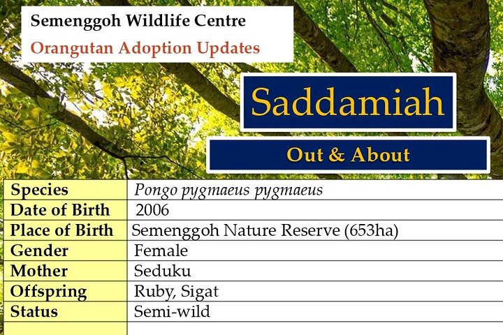 Semenggoh Orangutan Center og Sarawak Cultural Village