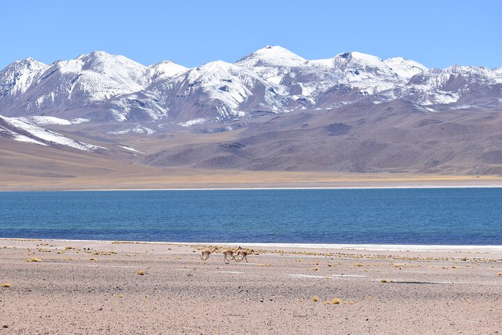Tour di un'intera giornata Piedras Rojas Lagune Altiplaniche Laguna di Chaxa
