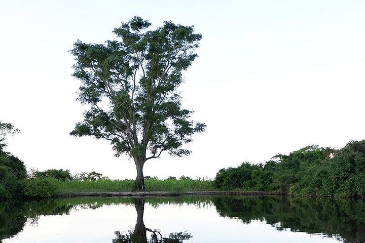 Tour de 4 días por Amazonía: Pampas de Madidi y Yacuma desde Rurrenabaque