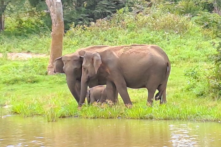 Udawalawe Safari com Hotel Pick-up e todos os transportes - Tour Privado
