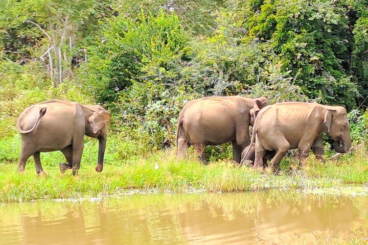 Udawalawe Safari com Hotel Pick-up e todos os transportes - Tour Privado