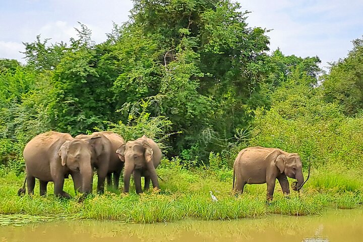 Udawalawe Safari com Hotel Pick-up e todos os transportes - Tour Privado