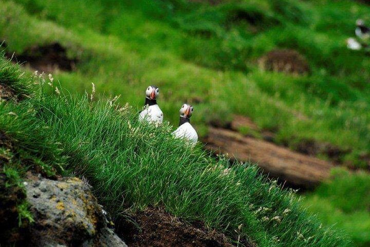 Eyjascooter Puffin Tour in IJsland