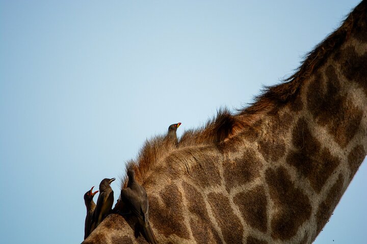 Da Arusha: 11 Giorni famoso Serengeti Inside out safari viaggio