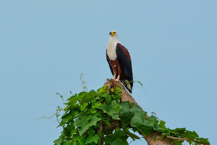 Da Arusha: 11 Giorni famoso Serengeti Inside out safari viaggio